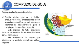 COMPLEXO DE GOLGI
Responsável pela secreção celular.
 Recebe muitas proteínas e lipídios
produzidos no RE, empacotando-as em
vesículas e modificando quimicamente,
liberando-as posteriormente para o
citoplasma ou para fora da célula;
Ex1: enzimas do tubo digestório,
substâncias mucosas do trato respiratório e
certos hormônios;
Ex2: substâncias de reserva que
abastecem o vacúolo central das células
vegetais.
 