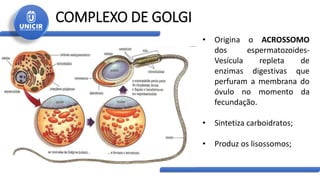 COMPLEXO DE GOLGI
• Origina o ACROSSOMO
dos espermatozoides-
Vesícula repleta de
enzimas digestivas que
perfuram a membrana do
óvulo no momento da
fecundação.
• Sintetiza carboidratos;
• Produz os lisossomos;
 