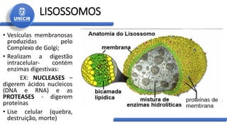 LISOSSOMOS
• Vesículas membranosas
produzidas pelo
Complexo de Golgi;
• Realizam a digestão
intracelular- contém
enzimas digestivas:
EX: NUCLEASES –
digerem ácidos nucleicos
(DNA e RNA) e as
PROTEASES - digerem
proteínas
• Lise celular (quebra,
destruição, morte)
 