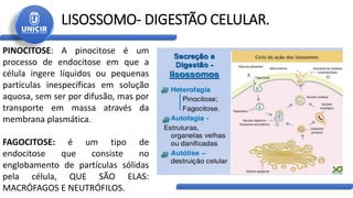 LISOSSOMO- DIGESTÃO CELULAR.
PINOCITOSE: A pinocitose é um
processo de endocitose em que a
célula ingere líquidos ou pequenas
partículas inespecíficas em solução
aquosa, sem ser por difusão, mas por
transporte em massa através da
membrana plasmática.
FAGOCITOSE: é um tipo de
endocitose que consiste no
englobamento de partículas sólidas
pela célula, QUE SÃO ELAS:
MACRÓFAGOS E NEUTRÓFILOS.
 