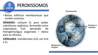 PEROXISSOMOS
• Bolsas esféricas membranosas que
contém enzimas:
OXIDASES: utilizam O² para oxidar
substâncias orgânicas, formando como
subproduto H²O² (peróxido de
hidrogênio/água oxigenada – tóxico
para as células);
CATALASES: transformam H²O² em H²O
e O².
 