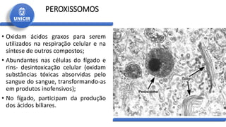 PEROXISSOMOS
• Oxidam ácidos graxos para serem
utilizados na respiração celular e na
síntese de outros compostos;
• Abundantes nas células do fígado e
rins- desintoxicação celular (oxidam
substâncias tóxicas absorvidas pelo
sangue do sangue, transformando-as
em produtos inofensivos);
• No fígado, participam da produção
dos ácidos biliares.
 