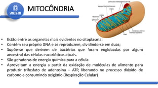 MITOCÔNDRIA
• Estão entre as organelas mais evidentes no citoplasma;
• Contêm seu próprio DNA e se reproduzem, dividindo-se em duas;
• Supõe-se que derivem de bactérias que foram englobadas por algum
ancestral das células eucarióticas atuais.
• São geradoras de energia química para a célula
• Aproveitam a energia a partir da oxidação de moléculas de alimento para
produzir trifosfato de adenosina – ATP, liberando no processo dióxido de
carbono e consumindo oxigênio (Respiração Celular)
 
