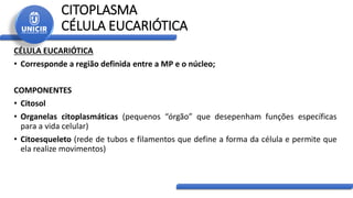 CITOPLASMA
CÉLULA EUCARIÓTICA
CÉLULA EUCARIÓTICA
• Corresponde a região definida entre a MP e o núcleo;
COMPONENTES
• Citosol
• Organelas citoplasmáticas (pequenos “órgão” que desepenham funções específicas
para a vida celular)
• Citoesqueleto (rede de tubos e filamentos que define a forma da célula e permite que
ela realize movimentos)
 