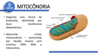 MITOCÔNDRIA
• Organela sem forma de
bastonete, delimitada por
duas membranas
lipoproteicas;
• Apresenta cristas
mitocondriais – preenchida
por líquido viscoso com
enzimas, DNA, RNA e
ribossomos.
 