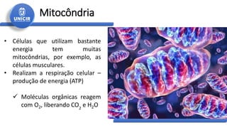 Mitocôndria
• Células que utilizam bastante
energia tem muitas
mitocôndrias, por exemplo, as
células musculares.
• Realizam a respiração celular –
produção de energia (ATP)
 Moléculas orgânicas reagem
com O2, liberando CO2
e H2O
 