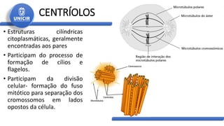 CENTRÍOLOS
• Estruturas cilíndricas
citoplasmáticas, geralmente
encontradas aos pares
• Participam do processo de
formação de cílios e
flagelos.
• Participam da divisão
celular- formação do fuso
mitótico para separação dos
cromossomos em lados
opostos da célula.
 