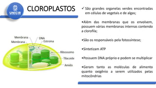 CLOROPLASTOS  São grandes organelas verdes encontradas
em células de vegetais e de algas;
•Além das membranas que os envolvem,
possuem várias membranas internas contendo
a clorofila;
•São os responsáveis pela fotossíntese;
•Sintetizam ATP
•Possuem DNA próprio e podem se multiplicar
•Geram tanto as moléculas de alimento
quanto oxigênio a serem utilizados pelas
mitocôndrias
 
