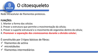 O citoesqueleto
Rede intracelular de filamentos proteicos.
FUNÇÕES:
1. Manter a forma das células
2. Prover a estrutura que permite a movimentação da célula;
3. Prover o suporte estrutural e o movimento de organelas dentro da célula;
4. Promover a separação dos cromossomos durante a divisão celular;
É constituído por 3 tipos básicos de fibras:
 filamentos de actina
 microtúbulos
 filamentos intermediários
 