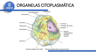 ORGANELAS CITOPLASMÁTICA
 