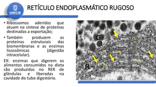 RETÍCULO ENDOPLASMÁTICO RUGOSO
• Ribossomos aderidos que
atuam na síntese de proteínas
destinadas a exportação;
• Também produzem as
proteínas estruturais das
biomembranas e as enzimas
lisossômicas (digestão
intracelular).
EX: enzimas que digerem os
alimentos consumidos na dieta
são produzidas no RER de
glândulas e liberadas na
cavidade do tubo digestório.
 