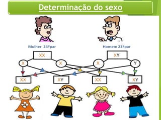 Determinação do sexo
Departamento de Teologia da Assembléia de Deus de Caçapava-SP - Curso Básico CETADEB
10
 