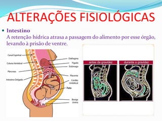 ALTERAÇÕES FISIOLÓGICAS
 Intestino
A retenção hídrica atrasa a passagem do alimento por esse órgão,
levando à prisão de ventre.
 