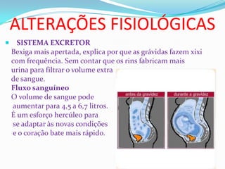 ALTERAÇÕES FISIOLÓGICAS
 SISTEMA EXCRETOR
Bexiga mais apertada, explica por que as grávidas fazem xixi
com frequência. Sem contar que os rins fabricam mais
urina para filtrar o volume extra
de sangue.
Fluxo sanguíneo
O volume de sangue pode
aumentar para 4,5 a 6,7 litros.
É um esforço hercúleo para
se adaptar às novas condições
e o coração bate mais rápido.
 