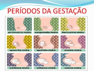 PERÍODOS DA GESTAÇÃO
 