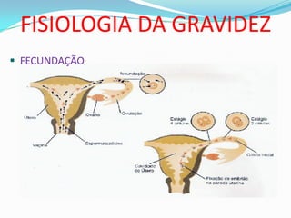 FISIOLOGIA DA GRAVIDEZ
 FECUNDAÇÃO
 
