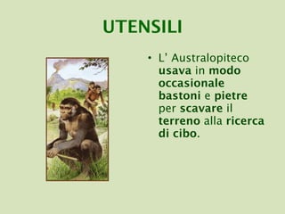 UTENSILI L’ Australopiteco  usava  in  modo occasionale bastoni  e  pietre  per  scavare  il  terreno  alla  ricerca di cibo . 