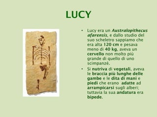 Lucy era un  Australopithecus afarensis , e dallo studio del suo scheletro sappiamo che era alta  120 cm  e pesava meno di  40 kg , aveva un  cervello  non molto più grande di quello di uno scimpanzé. Si  nutriva  di  vegetali , aveva le  braccia più lunghe delle gambe  e le  dita   di mani  e  piedi  che erano  adatte  ad  arrampicarsi  sugli alberi; tuttavia la sua  andatura  era  bipede . LUCY 