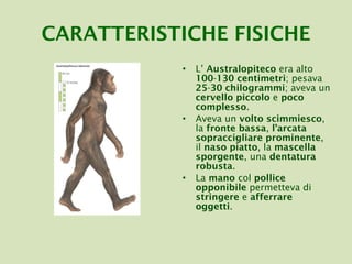 CARATTERISTICHE   FISICHE L’  Australopiteco  era alto  100 - 130   centimetri ; pesava  25 - 30   chilogrammi ; aveva un  cervello   piccolo  e  poco complesso .  Aveva un  volto scimmiesco , la  fronte bassa ,  l’arcata sopraccigliare prominente , il  naso piatto , la  mascella sporgente , una  dentatura robusta .  La  mano  col  pollice opponibile  permetteva di  stringere  e  afferrare oggetti . 