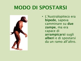 MODO   DI SPOSTARSI L’Australopiteco era  bipede , sapeva camminare su  due zampe , ma era capace di  arrampicarsi  sugli  alberi  e di spostarsi da un ramo all’altro. 