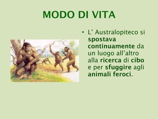 MODO DI VITA L’ Australopiteco si  spostava continuamente  da un luogo all’altro alla  ricerca  di  cibo  e per  sfuggire  agli  animali feroci . 