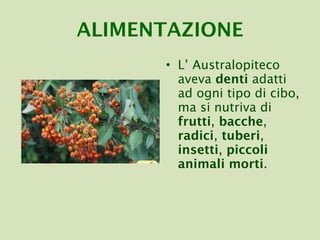 ALIMENTAZIONE L’ Australopiteco aveva  denti  adatti   ad ogni tipo di cibo, ma si nutriva di  frutti ,  bacche ,  radici ,  tuberi ,  insetti ,  piccoli animali morti . 