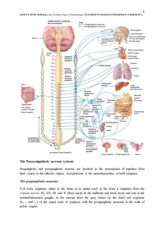 4
DAWN V TOMY M.Pharm.,Asst. Professor, Dept.of Pharmacology, ST.JOSEPH’S COLLEGEOFPHARMACY, CHERTHALA.
The Parasympathetic nervous system:
Preganglionic and postganglionic neurons are involved in the transmission of impulses from
their source to the effector organs. Acetylcholine is the neurotransmitter at both synapses.
The preganglionic neurone:
Cell body originates either in the brain or in spinal cord; in the brain it originates from the
cranial nerves III, VII, IX and X (from nuclei in the midbrain and brain stem) and end in the
terminal/intramural ganglia; in the sacrum from the grey matter (at the distal end segments
S2, 3 and 4.) of the spinal cord. It synapses with the postganglionic neurones in the walls of
pelvic organs.
 