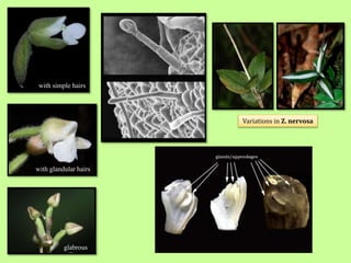 glabrous
with simple hairs
with glandular hairs
Variations in Z. nervosa
 