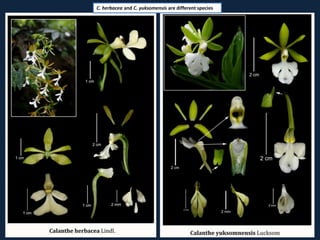 C. herbacea and C. yuksomensis are different species
 