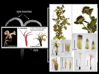 Sweeping hairs
Style branch
Stigmatic surface
 