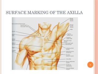 The axilla (armpit) is a pyramidal space between the upper limb and the ...