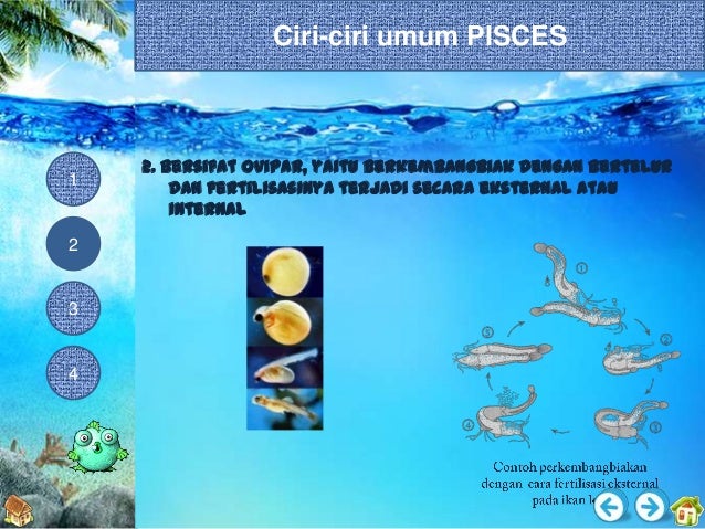 uas media teknologi ppt vertebrata 