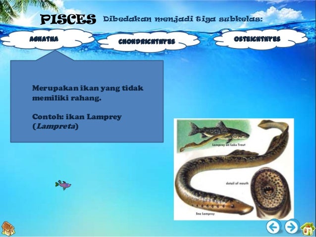 uas media teknologi ppt vertebrata