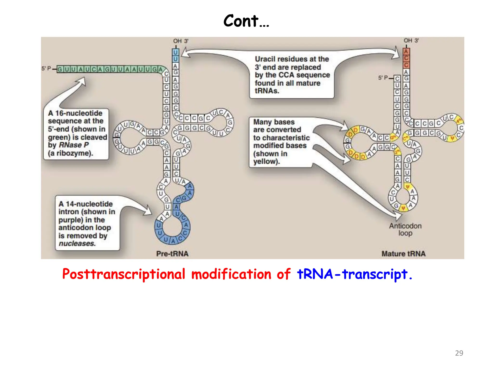 3B.Transcription.pptx