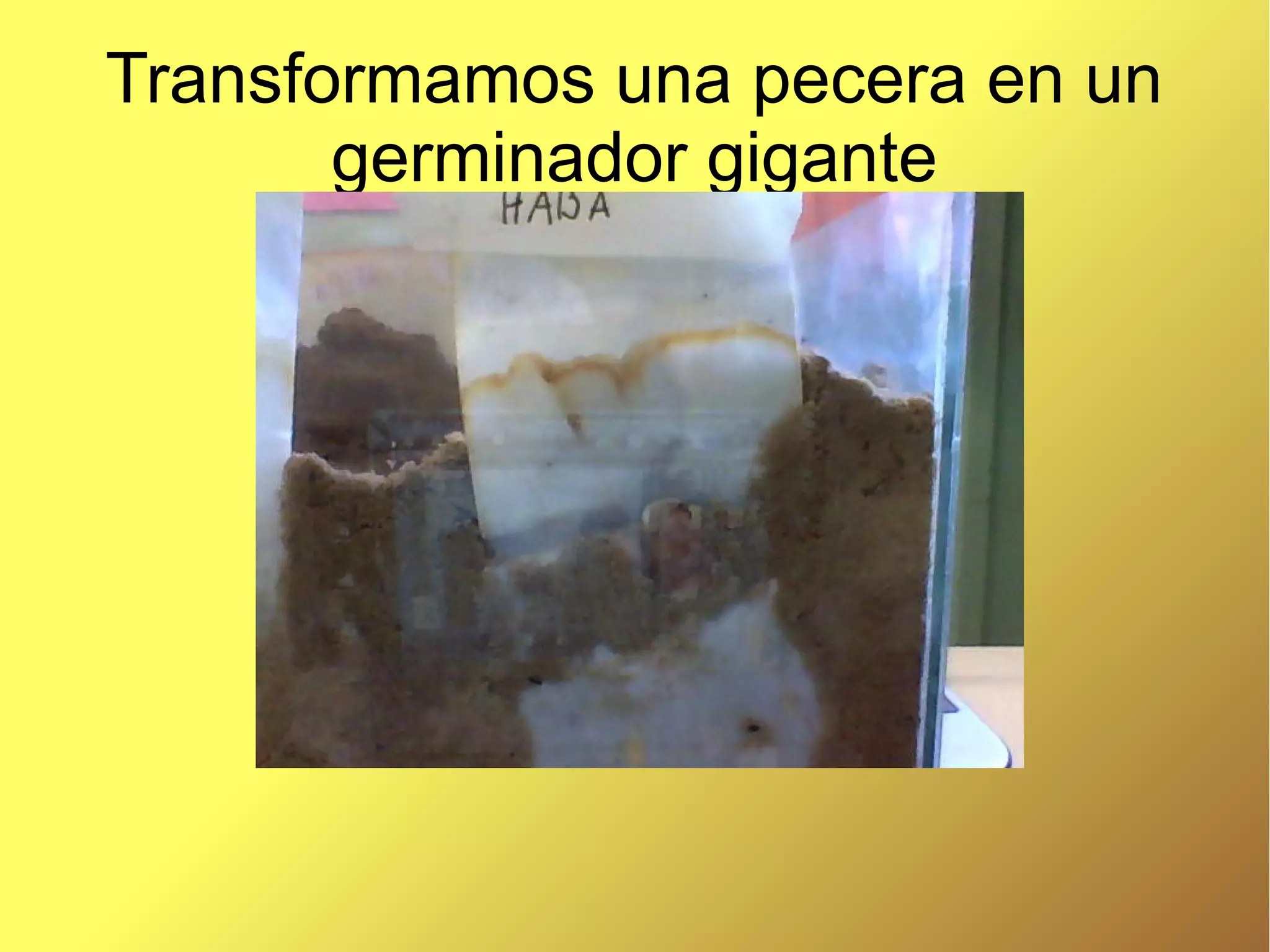 Transformamos una pecera en un
germinador gigante