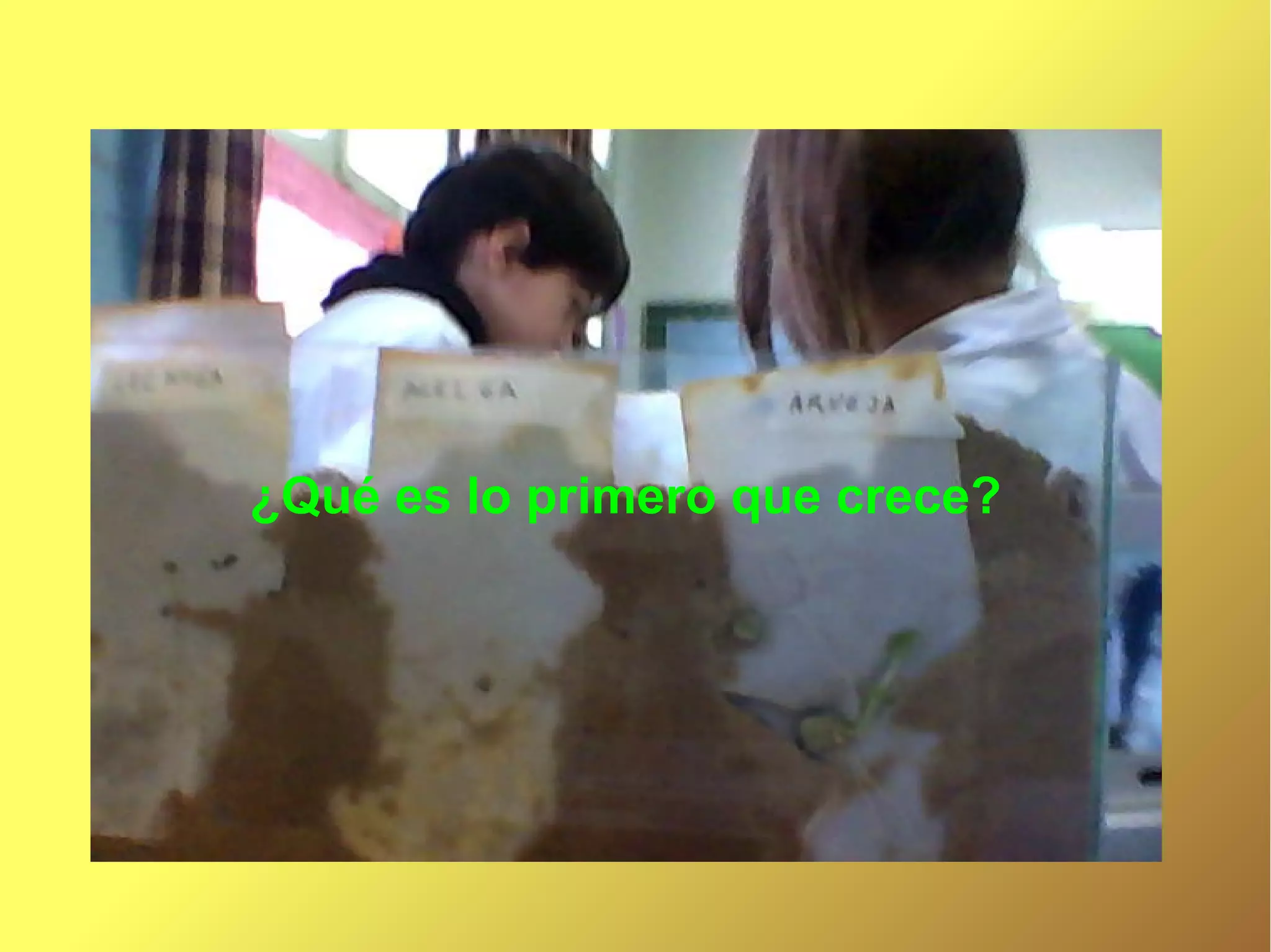 ¿Qué es lo primero que crece?