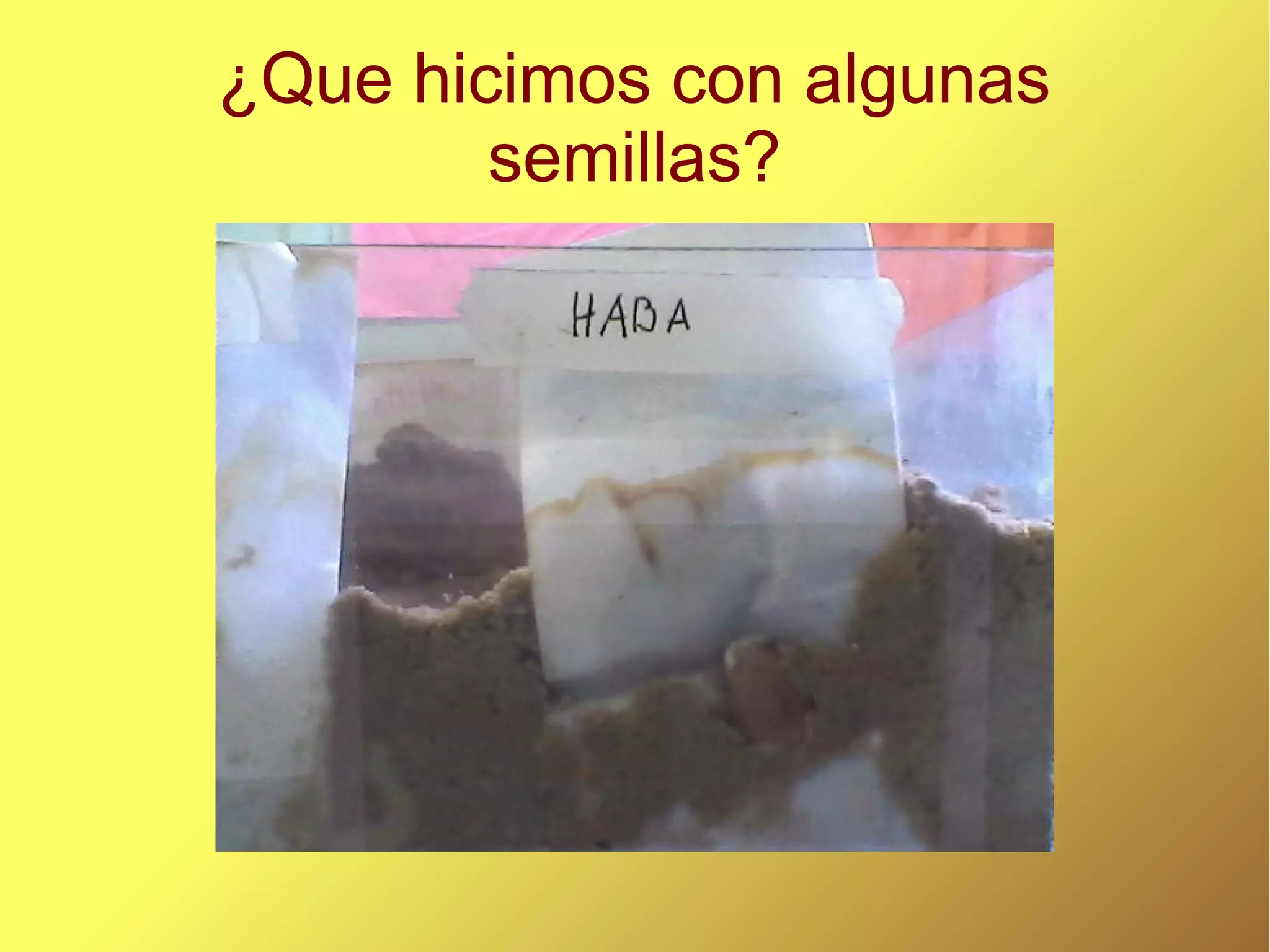 ¿Que hicimos con algunas
semillas?