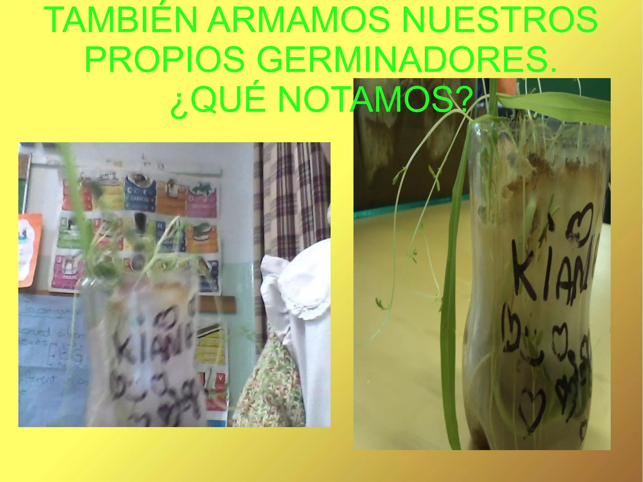 TAMBIÉN ARMAMOS NUESTROS
PROPIOS GERMINADORES.
¿QUÉ NOTAMOS?
