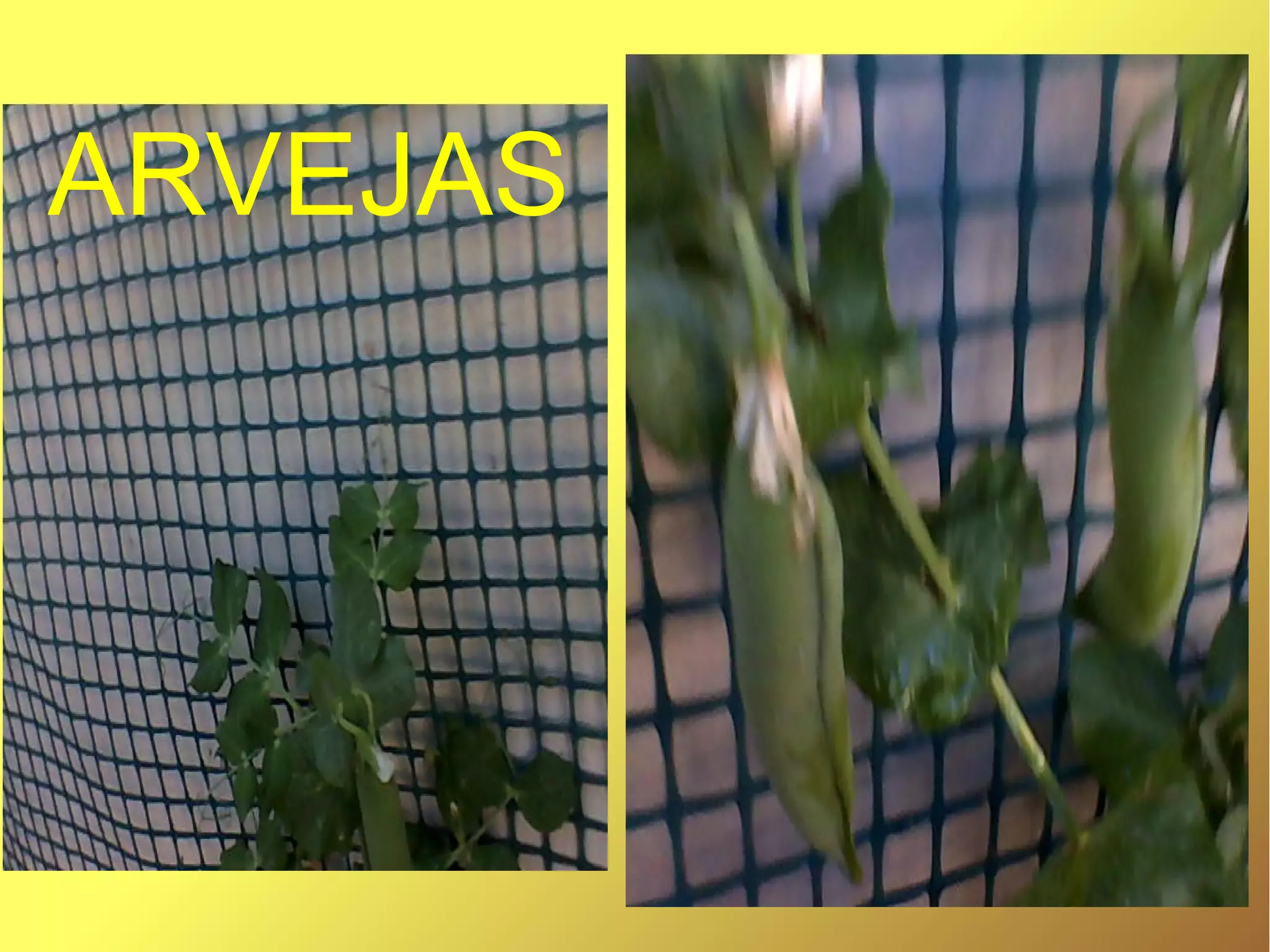ARVEJAS