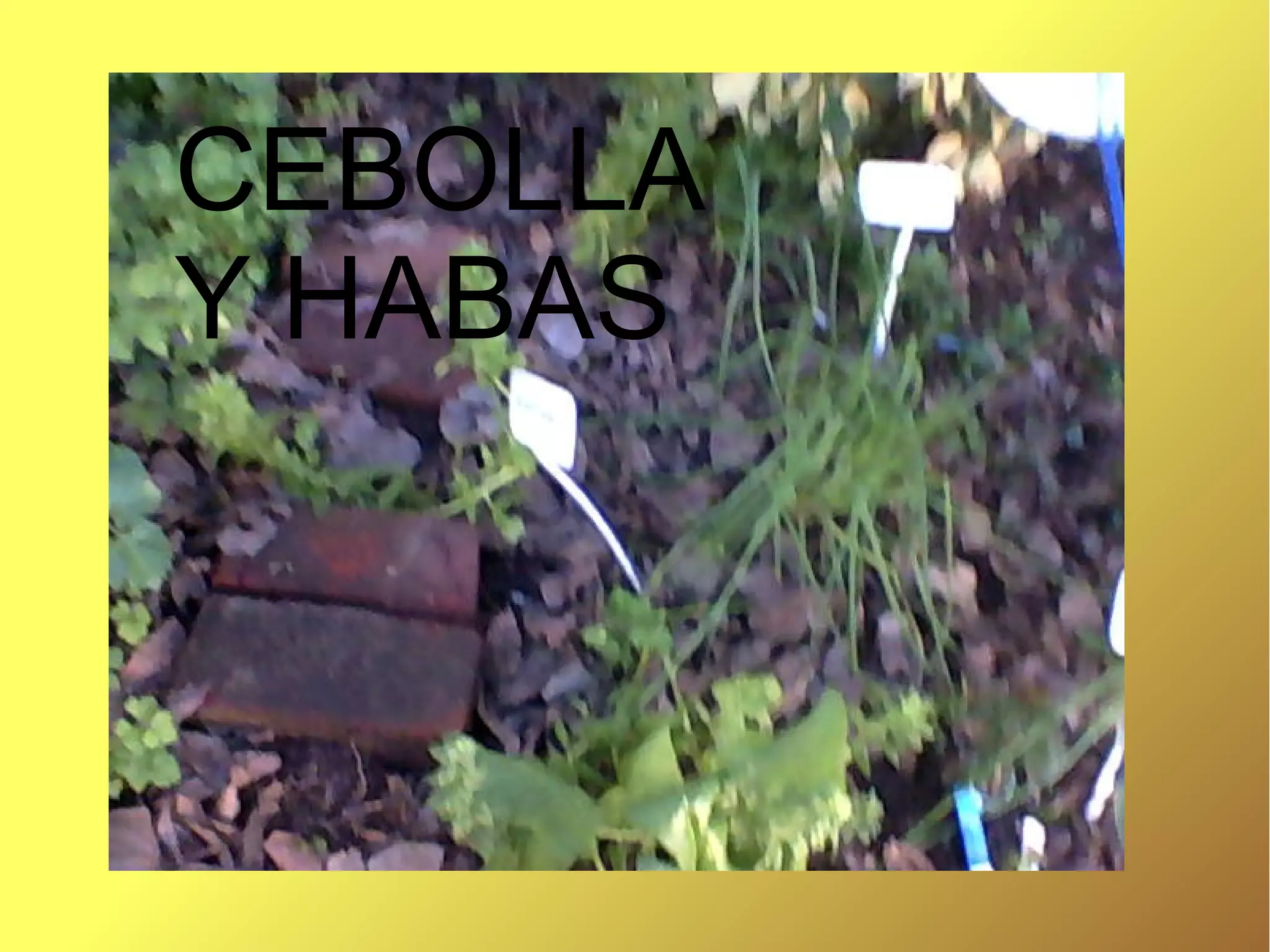 CEBOLLA
Y HABAS