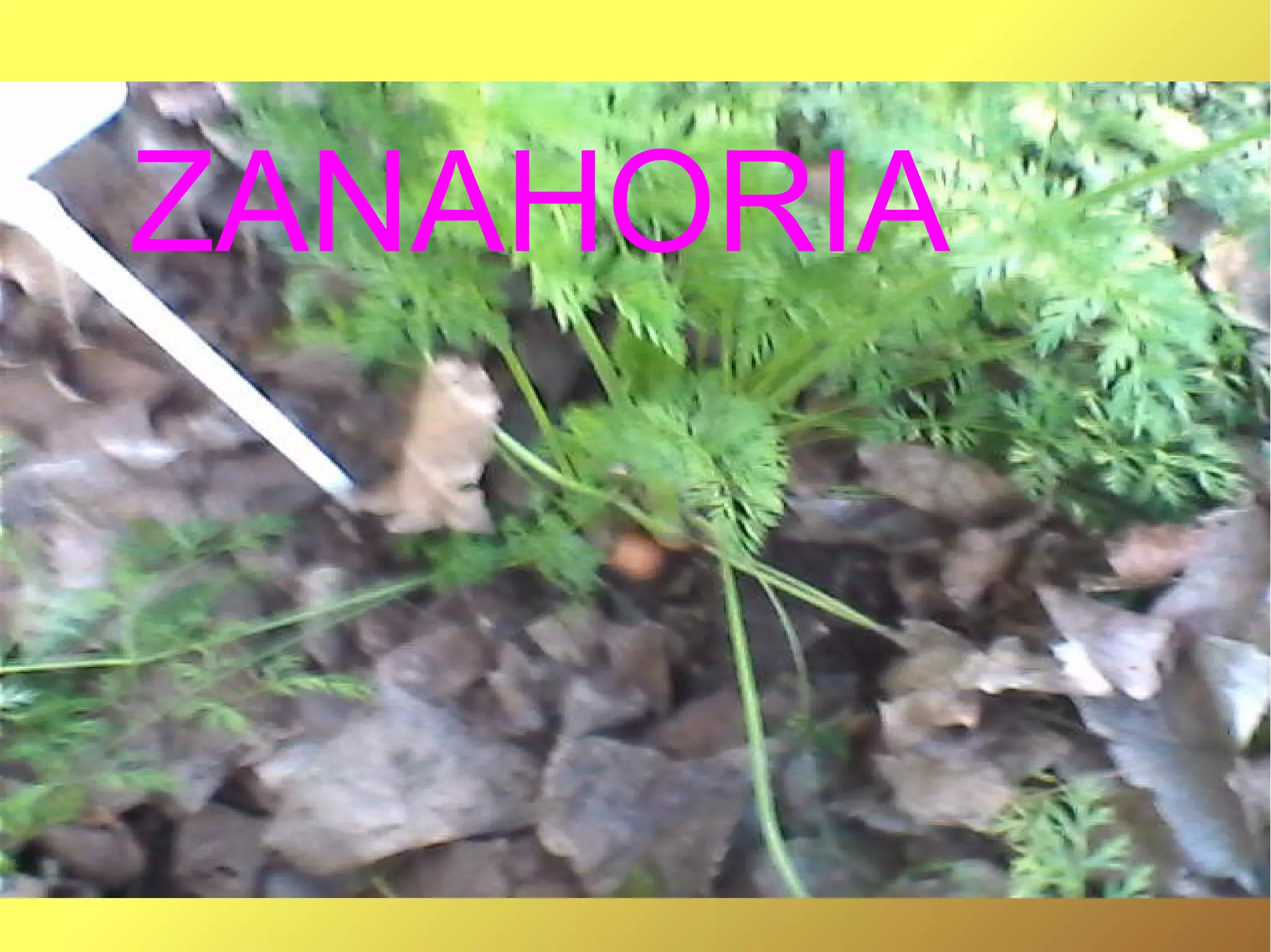 ZANAHORIA
