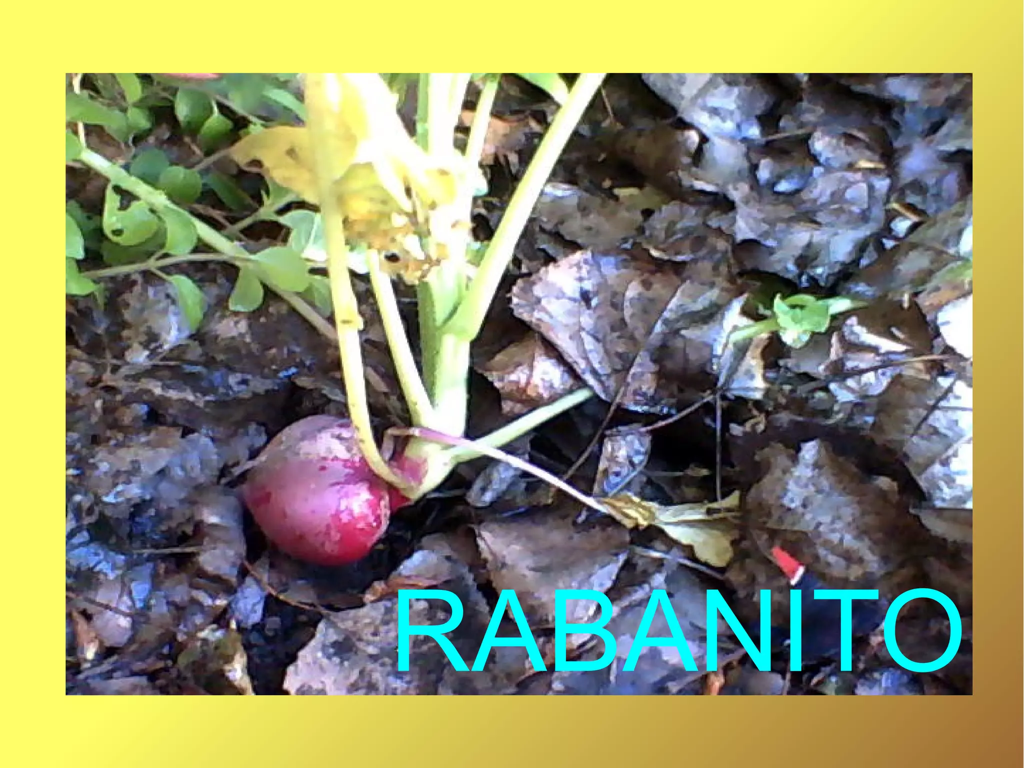 RABANITO