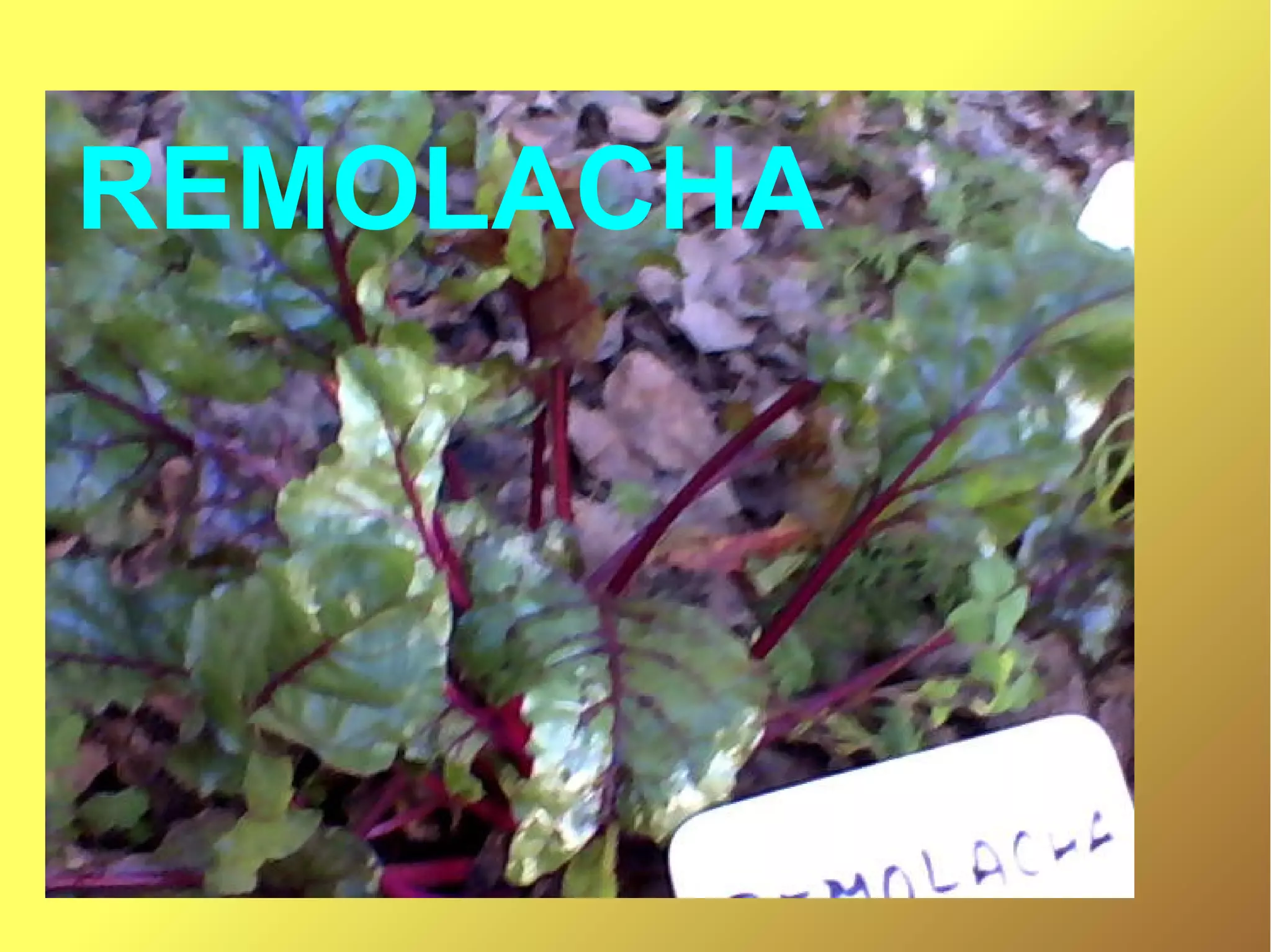 REMOLACHA