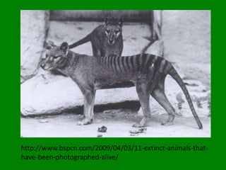 http://www.bspcn.com/2009/04/03/11-extinct-animals-that-
have-been-photographed-alive/
 