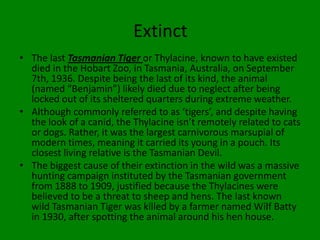 Extinct
• The last Tasmanian Tiger or Thylacine, known to have existed
  died in the Hobart Zoo, in Tasmania, Australia, on September
  7th, 1936. Despite being the last of its kind, the animal
  (named “Benjamin”) likely died due to neglect after being
  locked out of its sheltered quarters during extreme weather.
• Although commonly referred to as ‘tigers’, and despite having
  the look of a canid, the Thylacine isn’t remotely related to cats
  or dogs. Rather, it was the largest carnivorous marsupial of
  modern times, meaning it carried its young in a pouch. Its
  closest living relative is the Tasmanian Devil.
• The biggest cause of their extinction in the wild was a massive
  hunting campaign instituted by the Tasmanian government
  from 1888 to 1909, justified because the Thylacines were
  believed to be a threat to sheep and hens. The last known
  wild Tasmanian Tiger was killed by a farmer named Wilf Batty
  in 1930, after spotting the animal around his hen house.
 