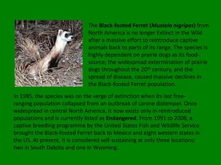 The Black-footed Ferret (Mustela nigripes) from
                              North America is no longer Extinct in the Wild
                              after a massive effort to reintroduce captive
                              animals back to parts of its range. The species is
                              highly dependent on prairie dogs as its food-
                              source; the widespread extermination of prairie
                              dogs throughout the 20th century, and the
                              spread of disease, caused massive declines in
                              the Black-footed Ferret population.
In 1985, the species was on the verge of extinction when its last free-
ranging population collapsed from an outbreak of canine distemper. Once
widespread in central North America, it now exists only in reintroduced
populations and is currently listed as Endangered. From 1991 to 2008, a
captive breeding programme by the United States Fish and Wildlife Service
brought the Black-footed Ferret back to Mexico and eight western states in
the US. At present, it is considered self-sustaining at only three locations;
two in South Dakota and one in Wyoming.
 
