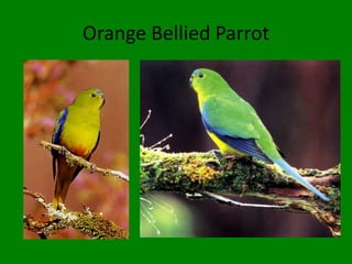 Orange Bellied Parrot
 