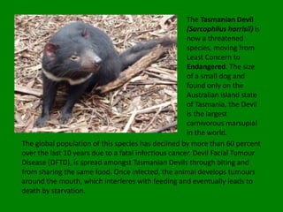 The Tasmanian Devil
                                                      (Sarcophilus harrisii) is
                                                      now a threatened
                                                      species, moving from
                                                      Least Concern to
                                                      Endangered. The size
                                                      of a small dog and
                                                      found only on the
                                                      Australian island state
                                                      of Tasmania, the Devil
                                                      is the largest
                                                      carnivorous marsupial
                                                      in the world.
The global population of this species has declined by more than 60 percent
over the last 10 years due to a fatal infectious cancer. Devil Facial Tumour
Disease (DFTD), is spread amongst Tasmanian Devils through biting and
from sharing the same food. Once infected, the animal develops tumours
around the mouth, which interferes with feeding and eventually leads to
death by starvation.
 