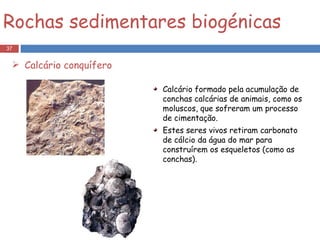 Calcário formado pela acumulação de conchas calcárias de animais, como os moluscos, que sofreram um processo de cimentação.  Estes seres vivos retiram carbonato de cálcio da água do mar para construírem os esqueletos (como as conchas). Rochas sedimentares biogénicas Calcário conquífero 