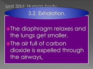 Unit 3(b): Human body.

3.2. Exhalation.
The

diaphragm relaxes and
the lungs get smaller.
The air full of carbon
dioxide is expelled through
the airways.

 